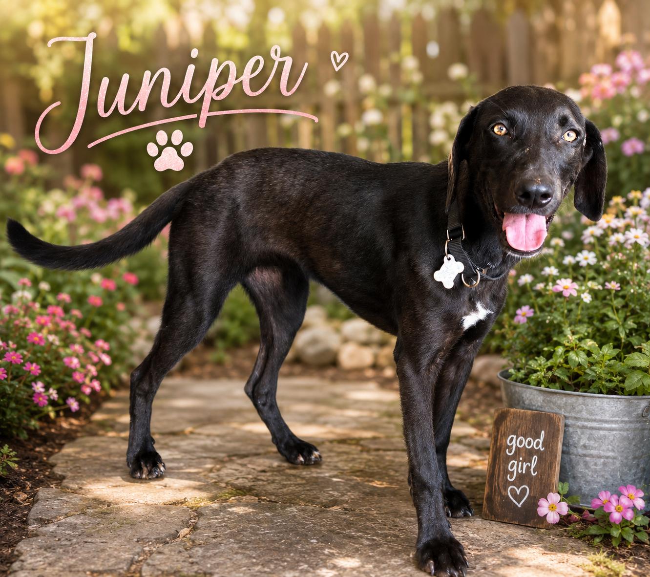 Puppies, an adopted mixed breed in Springfield, MO image 3/4