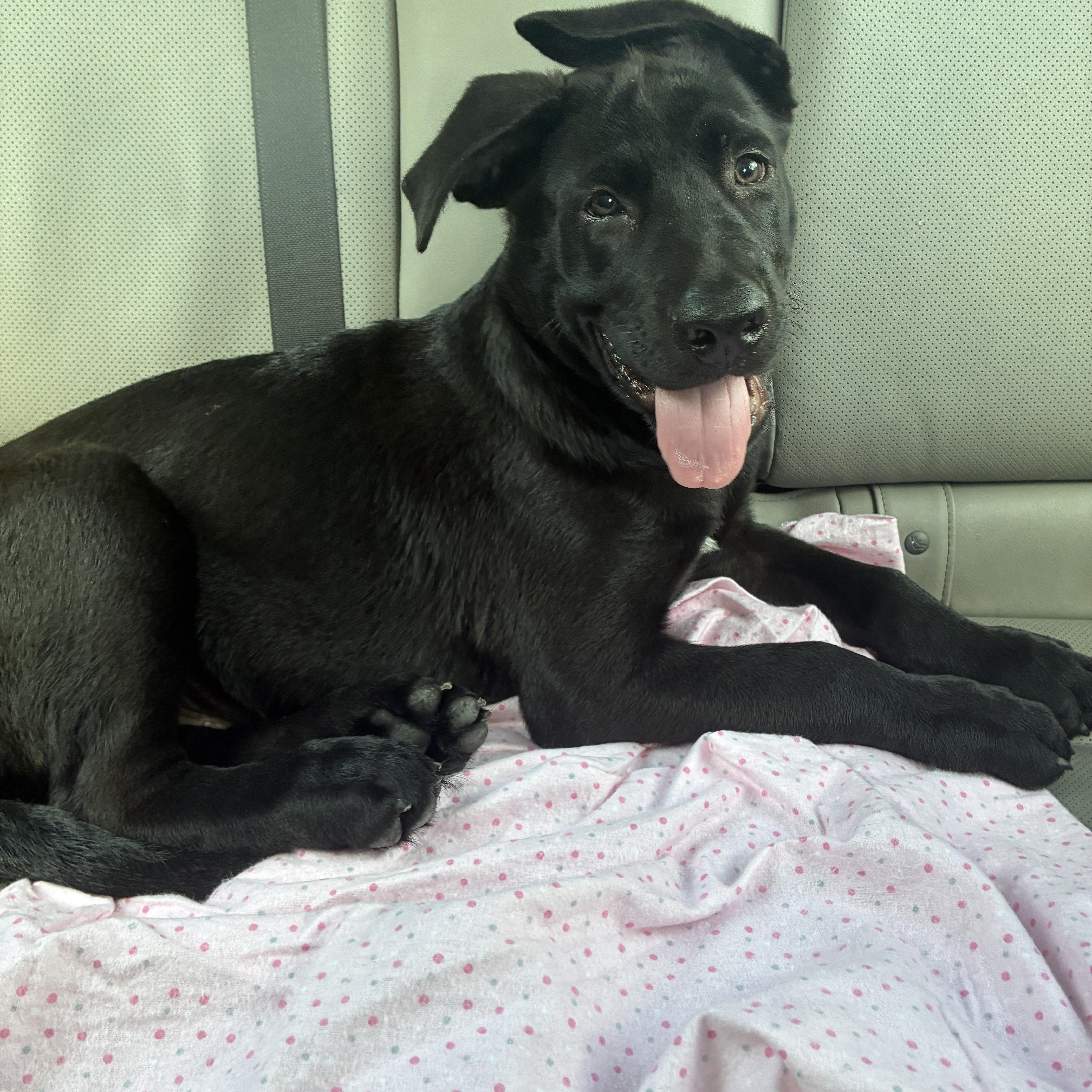 Enlarge Teddy, a ADOPTABLE mixed breed in Palm Harbor, FL image 4/6