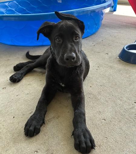 Enlarge Teddy, a ADOPTABLE mixed breed in Palm Harbor, FL image 5/6