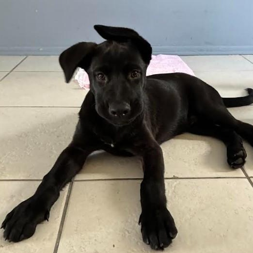 Enlarge Teddy, a ADOPTABLE mixed breed in Palm Harbor, FL image 3/6