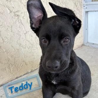 Enlarge Teddy, a ADOPTABLE mixed breed in Palm Harbor, FL image 6/6