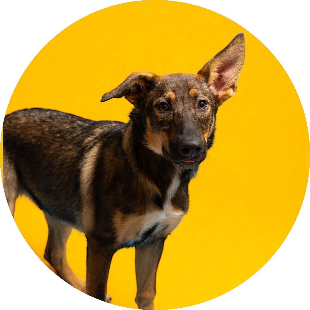 Riddick, Adoptable, Puppy Male German Shepherd Dog.