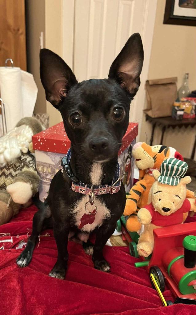 Gamora, Adoptable, Young Female Chihuahua & Mixed Breed.