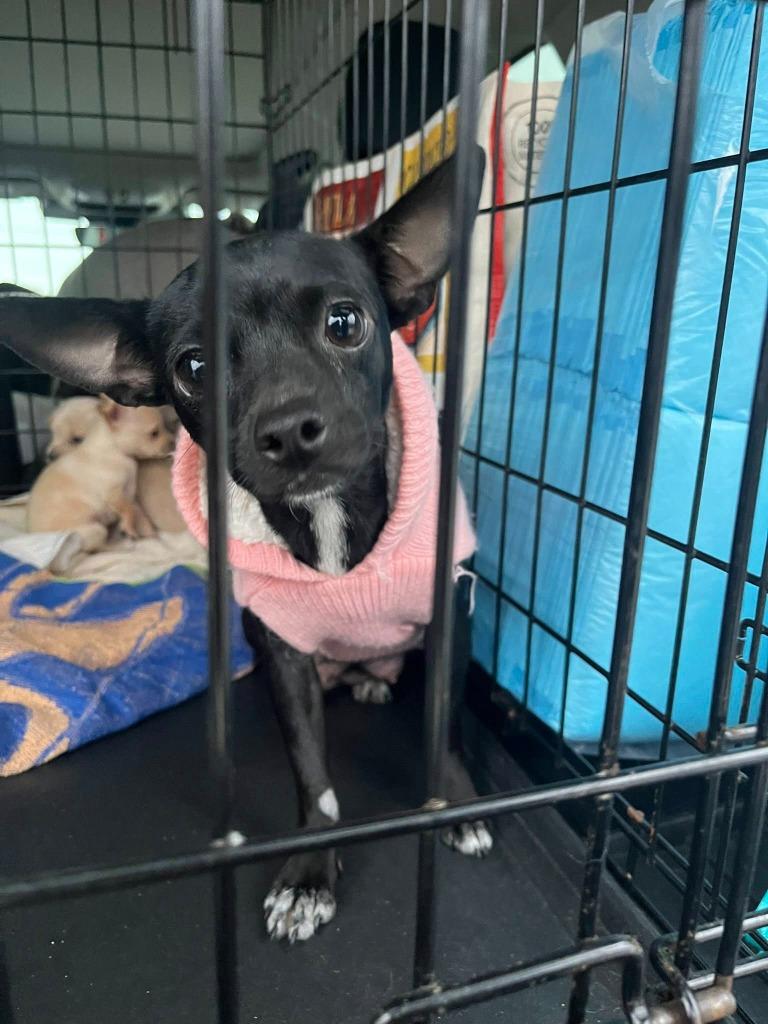 Enlarge Gamora, a Adoptable mixed breed in CONROE, TX image 2/2