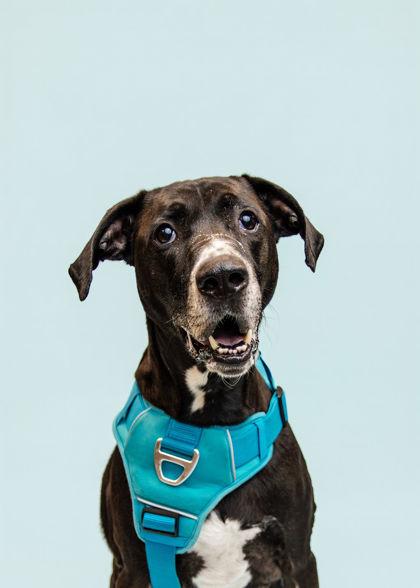Max, Adoptable, Senior Male Great Dane & Mixed Breed.