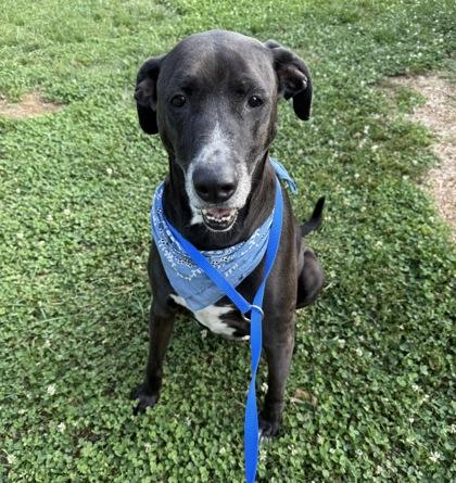 Max, a Adoptable mixed breed in Knoxville, TN image 2/3