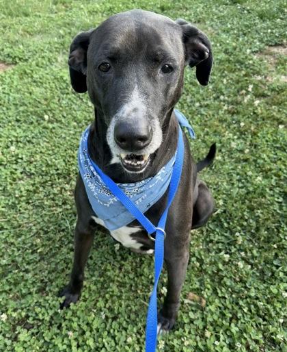 Max, a Adoptable mixed breed in Knoxville, TN image 3/3