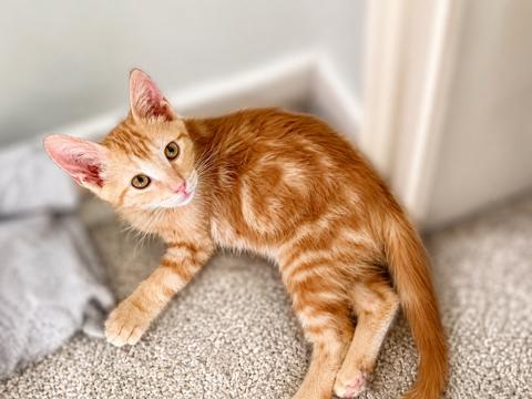 Hank Williams, ADOPTABLE, Young Male Tabby.