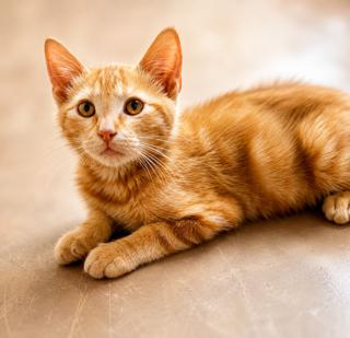 Enlarge Hank Williams, a ADOPTABLE mixed breed in Phoenix , AZ image 3/3