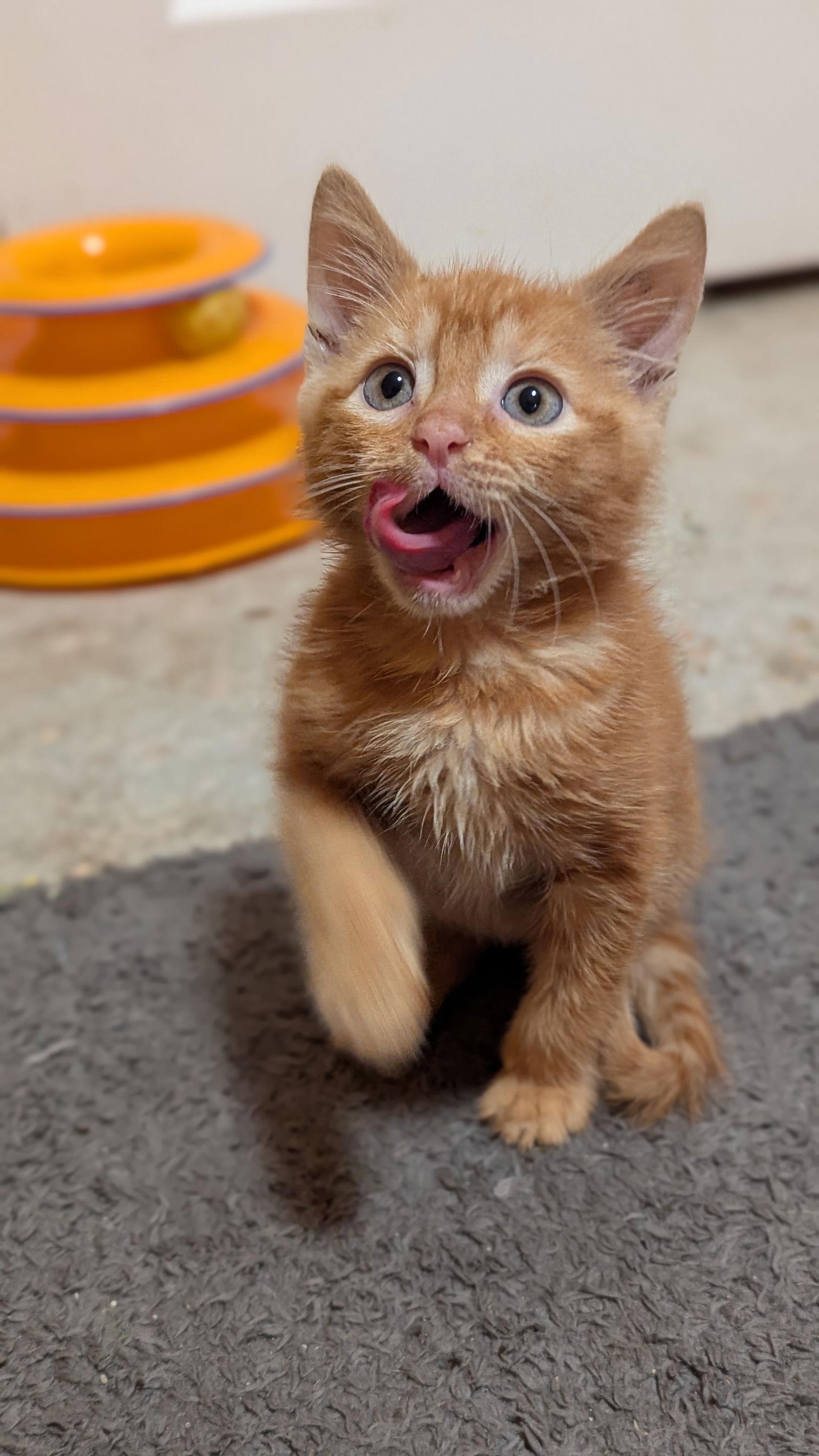 Yellowstone (2778), Adoptable, Kitten Male Domestic Short Hair.