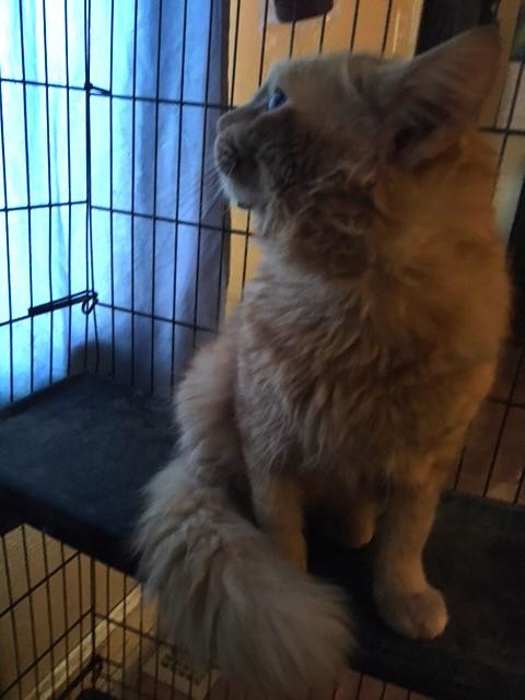 Mooshu, Adopted, Adult Male Maine Coon & Domestic Medium Hair.