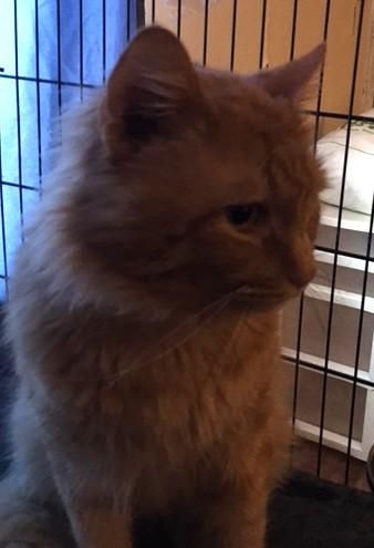 Mooshu, a Adopted mixed breed in Henderson, KY image 2/3