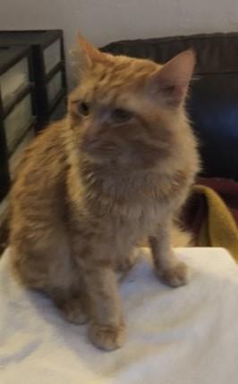 Mooshu, a Adopted mixed breed in Henderson, KY image 3/3