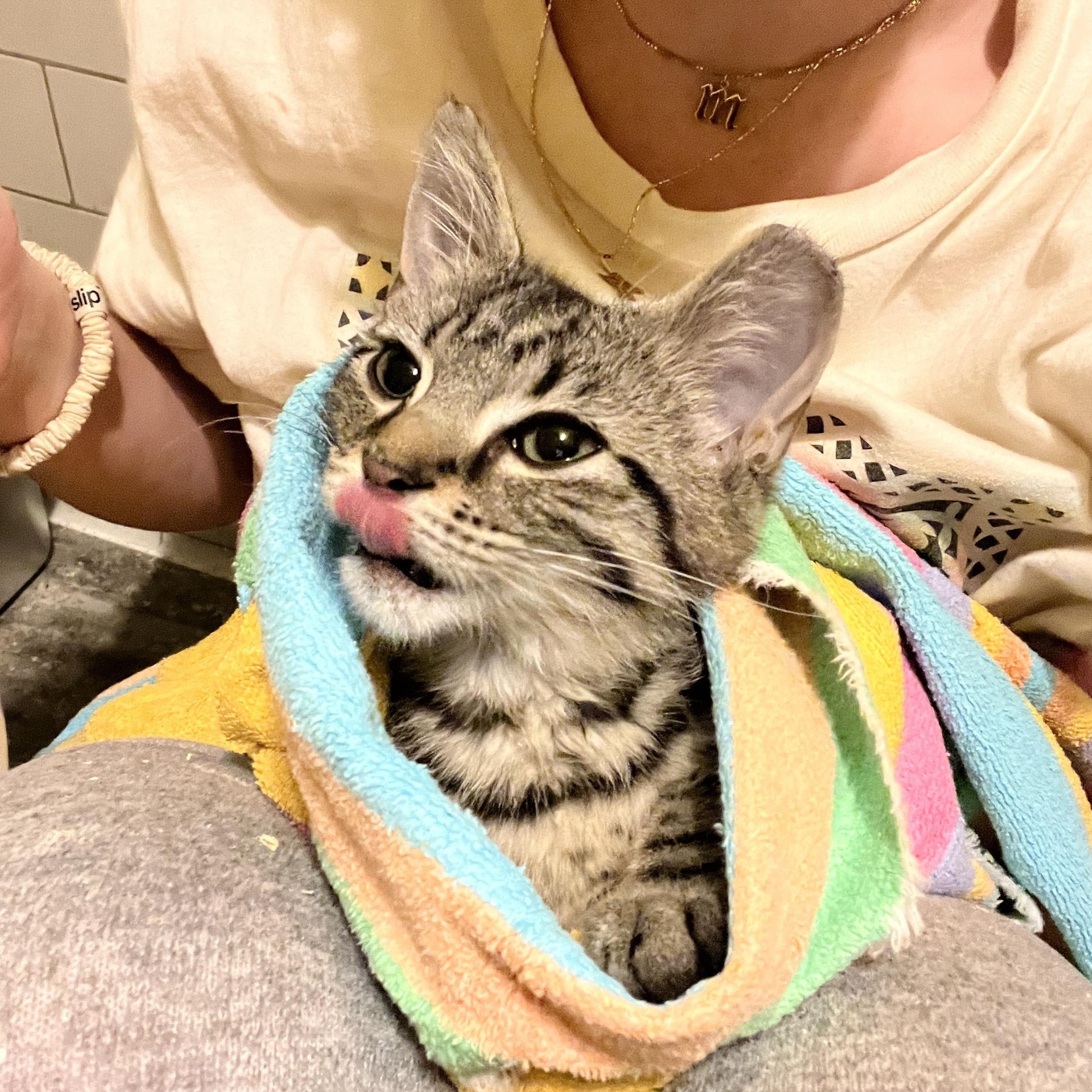 Cat available for adoption - (614) 636-2587