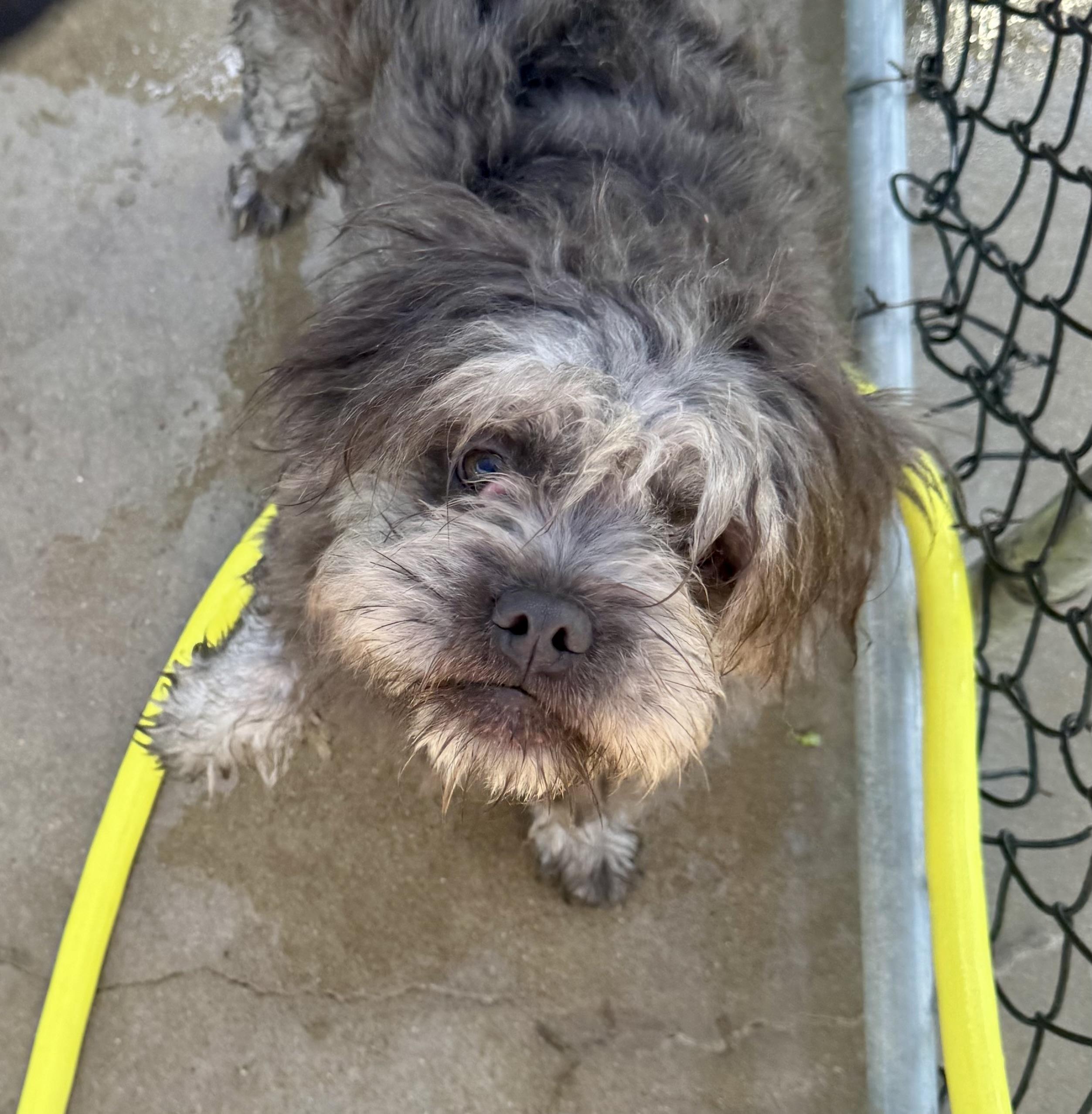 Enlarge Pierre, a ADOPTABLE mixed breed in Washington, MO image 2/2