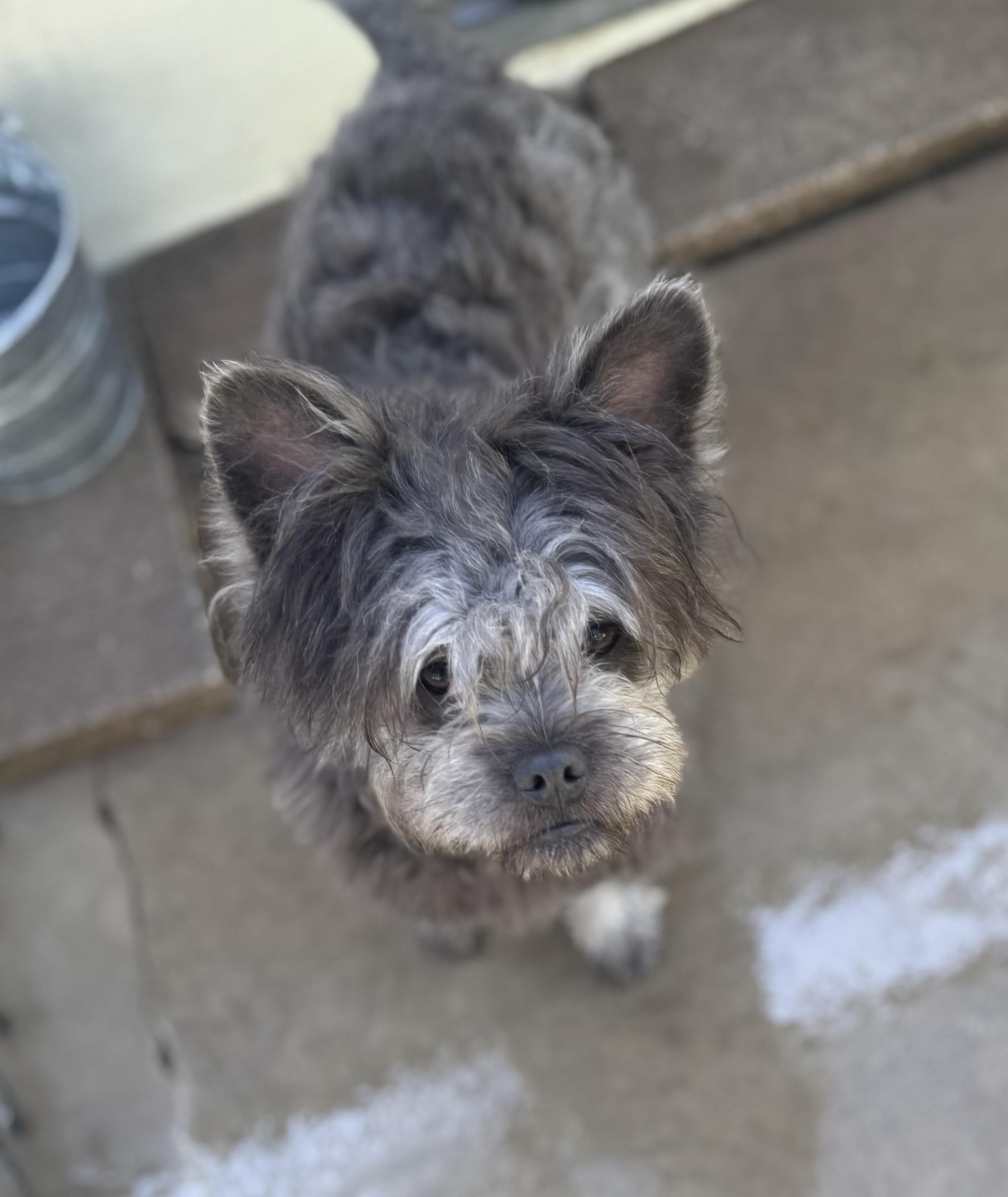 Pierre, ADOPTABLE, Adult Male French Bulldog.
