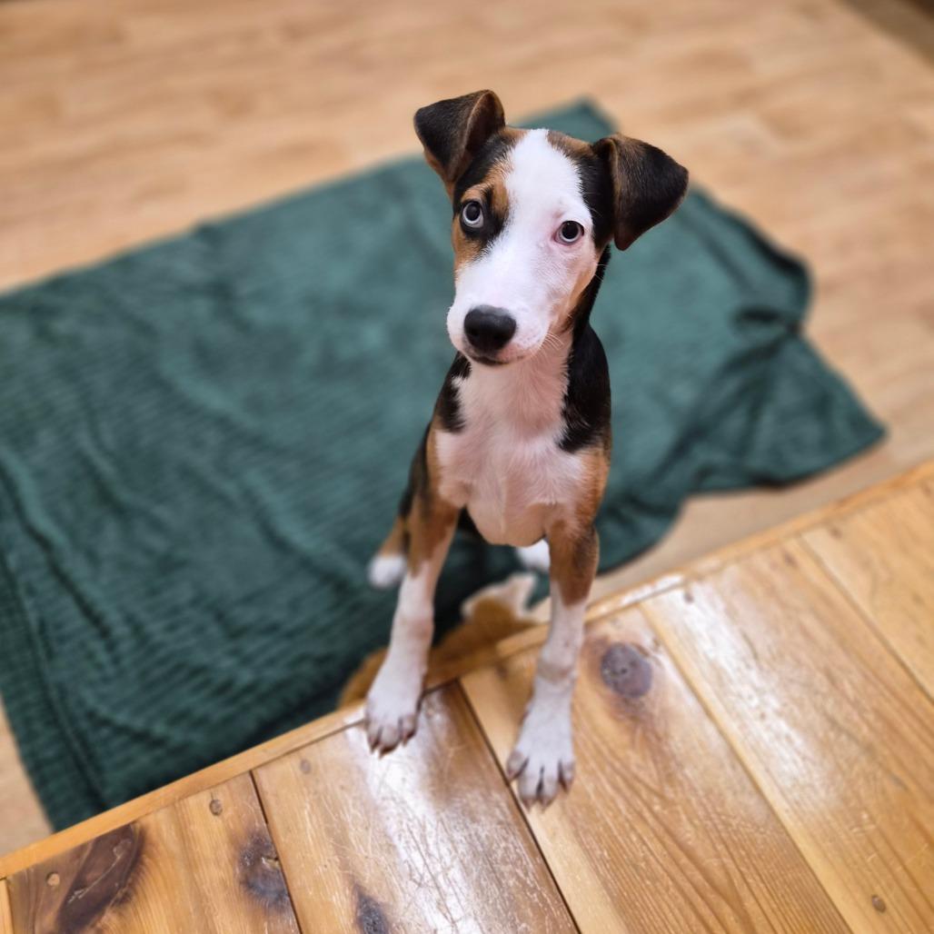 Harlow, Adoptable, Puppy Female Coonhound & Mixed Breed.