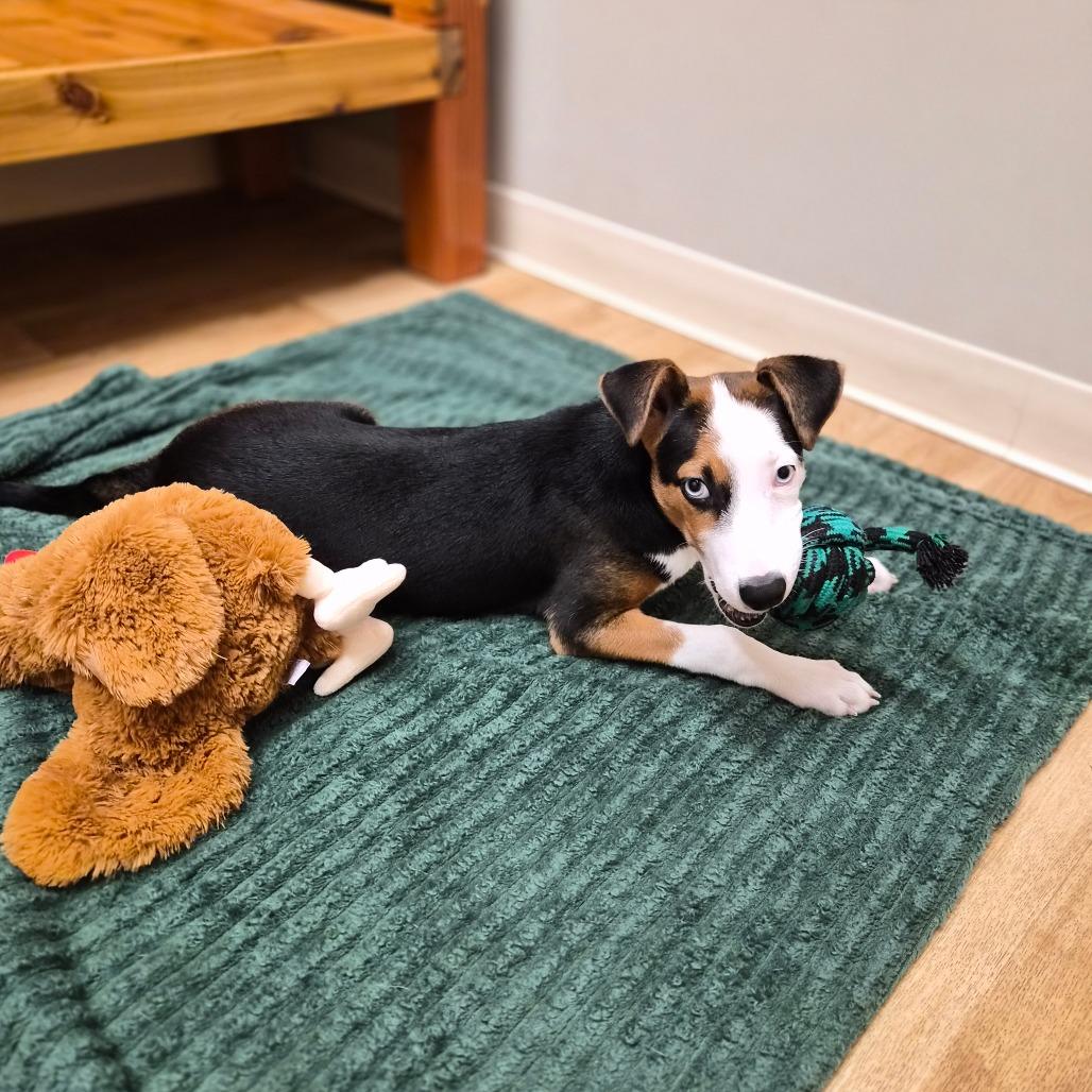 Enlarge Harlow, a Adoptable mixed breed in Woodstock, IL image 2/6