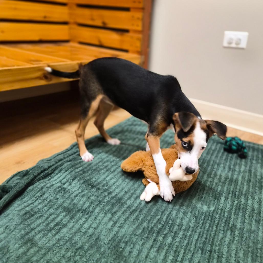 Enlarge Harlow, a Adoptable mixed breed in Woodstock, IL image 3/6
