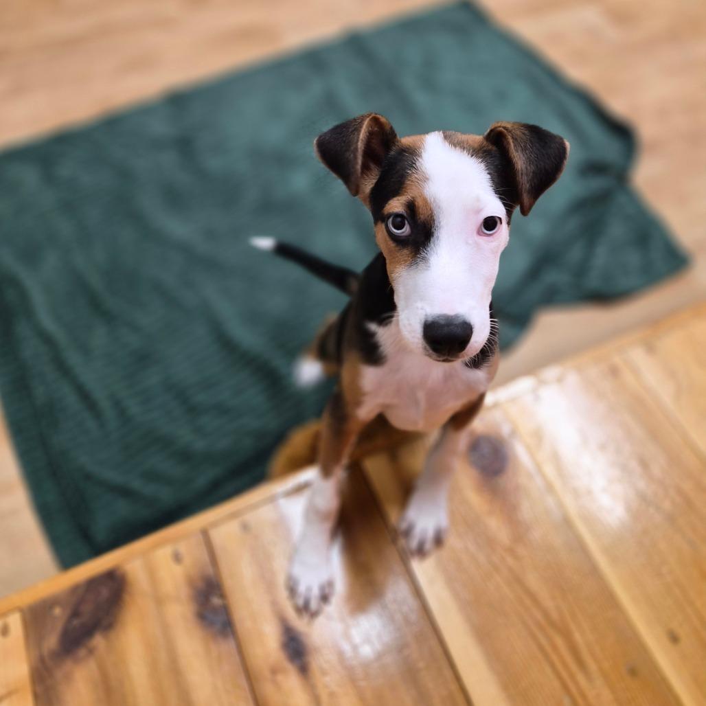 Enlarge Harlow, a Adoptable mixed breed in Woodstock, IL image 4/6