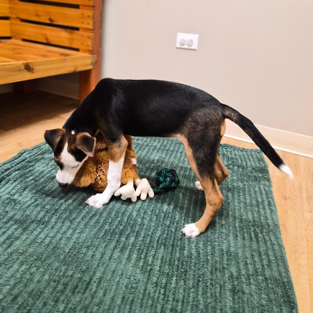 Enlarge Harlow, a Adoptable mixed breed in Woodstock, IL image 5/6