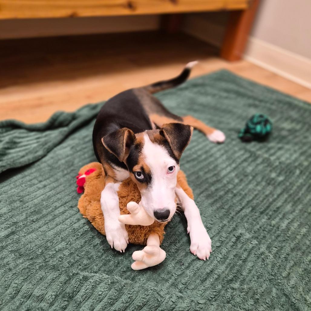 Enlarge Harlow, a Adoptable mixed breed in Woodstock, IL image 6/6