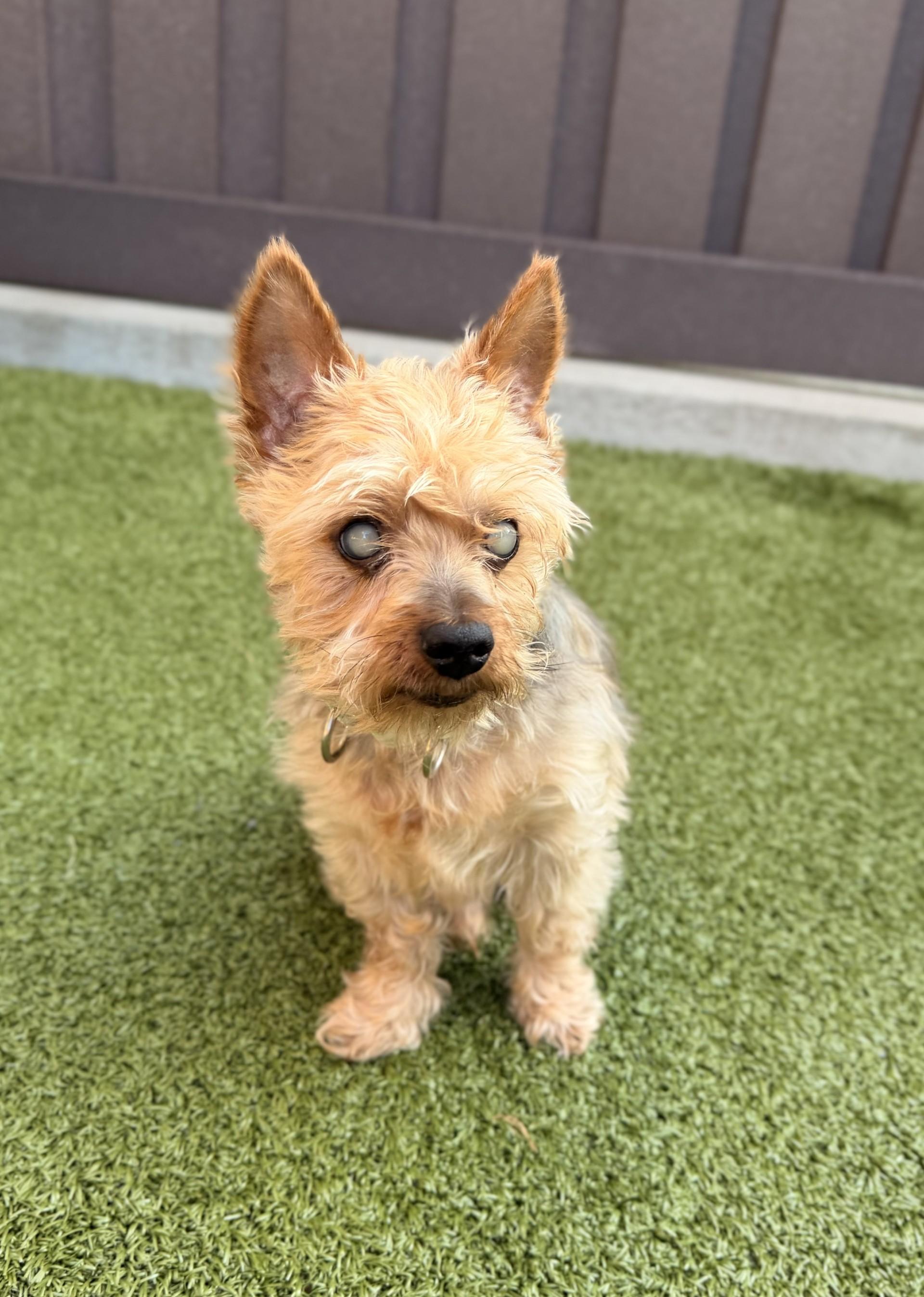 Waylon, Adopted, Senior Male Yorkshire Terrier.