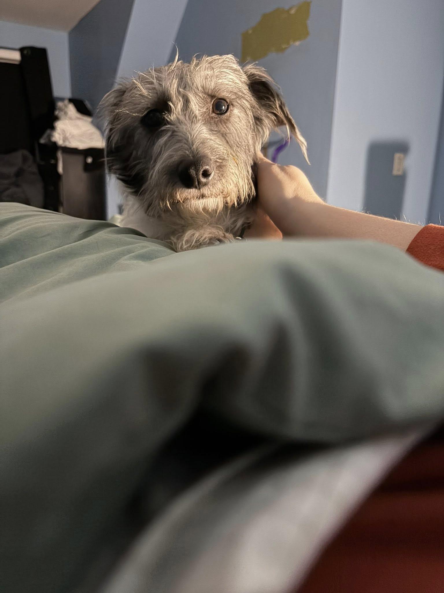 Enlarge Dandy, a Adoptable mixed breed in Portland, ME image 3/6