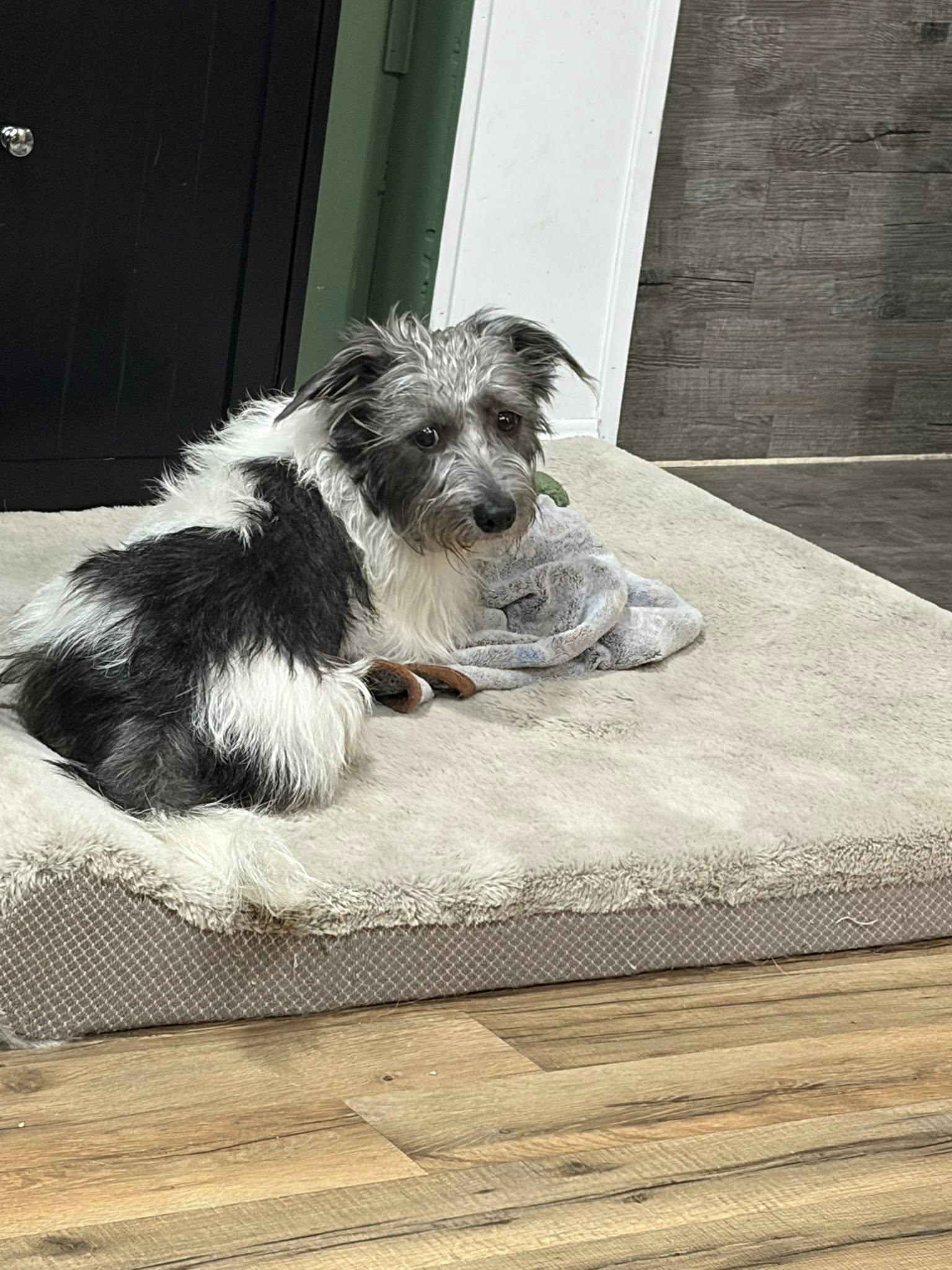 Dandy, Adoptable, Adult Male Shih Tzu.