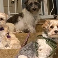 Enlarge Dandy, a Adoptable mixed breed in Portland, ME image 6/6