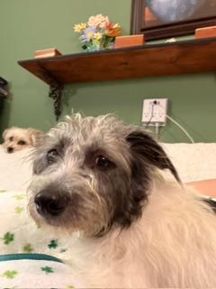 Enlarge Dandy, a Adoptable mixed breed in Portland, ME image 5/6