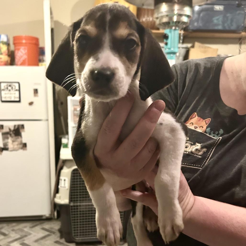 Layne, Adoptable, Puppy Male Beagle.