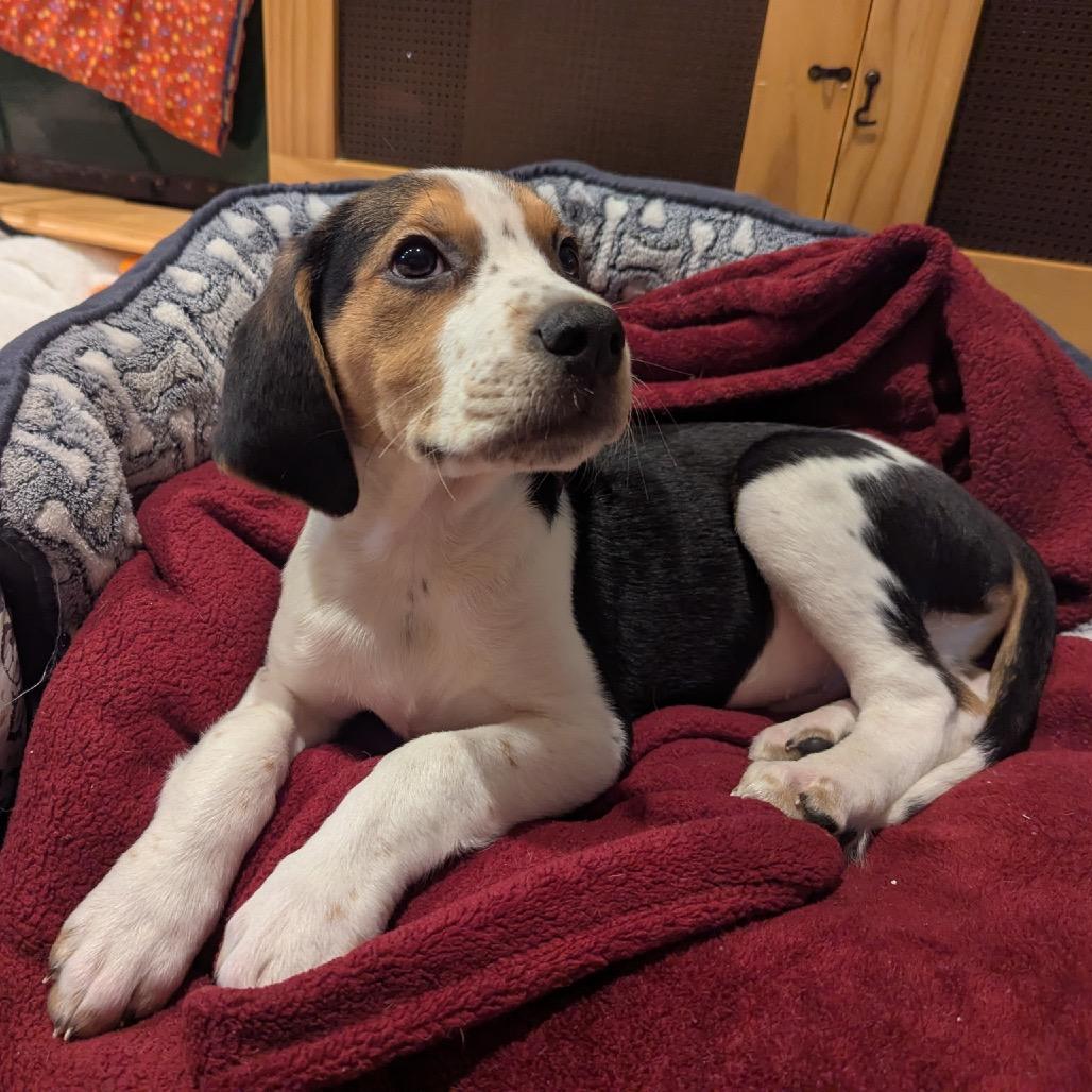 Enlarge Layne, a Adoptable mixed breed in Phoenix, MD image 2/2