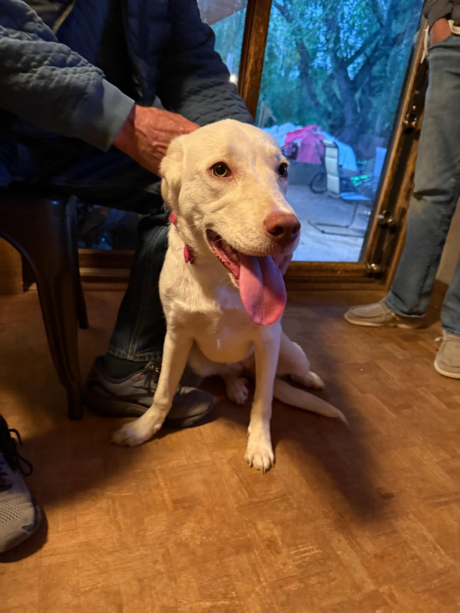 Enlarge Bella, an adopted mixed breed in abingdon, MD image 1/1