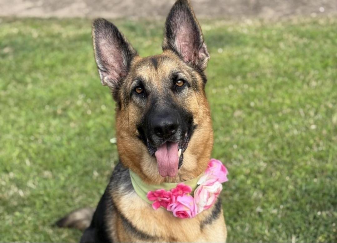 Enlarge Sweet Maggie, a Adopted German Shepherd Dog in Manhattan Beach, CA image 1/6