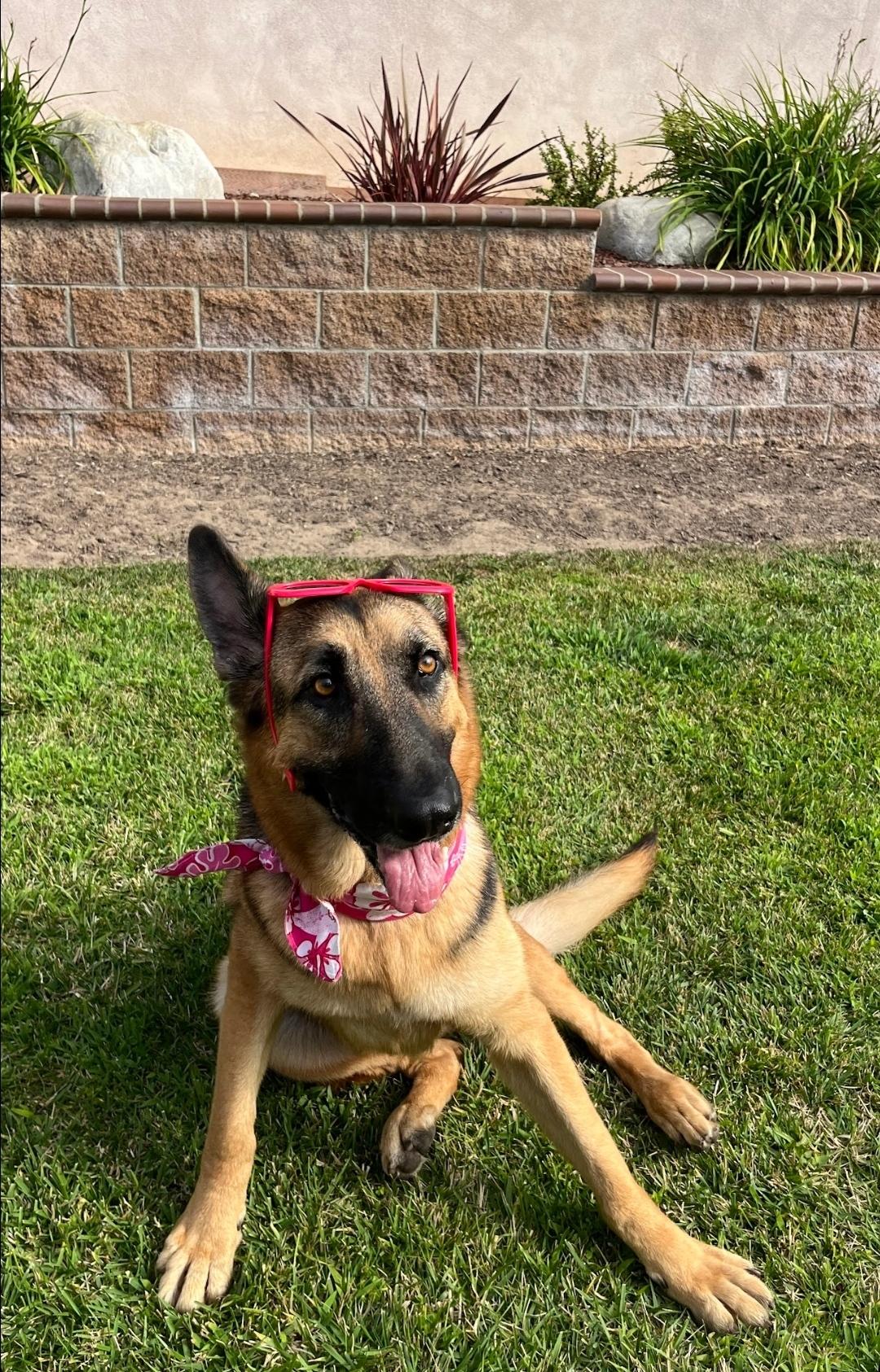 Enlarge Sweet Maggie, a Adopted German Shepherd Dog in Manhattan Beach, CA image 2/6