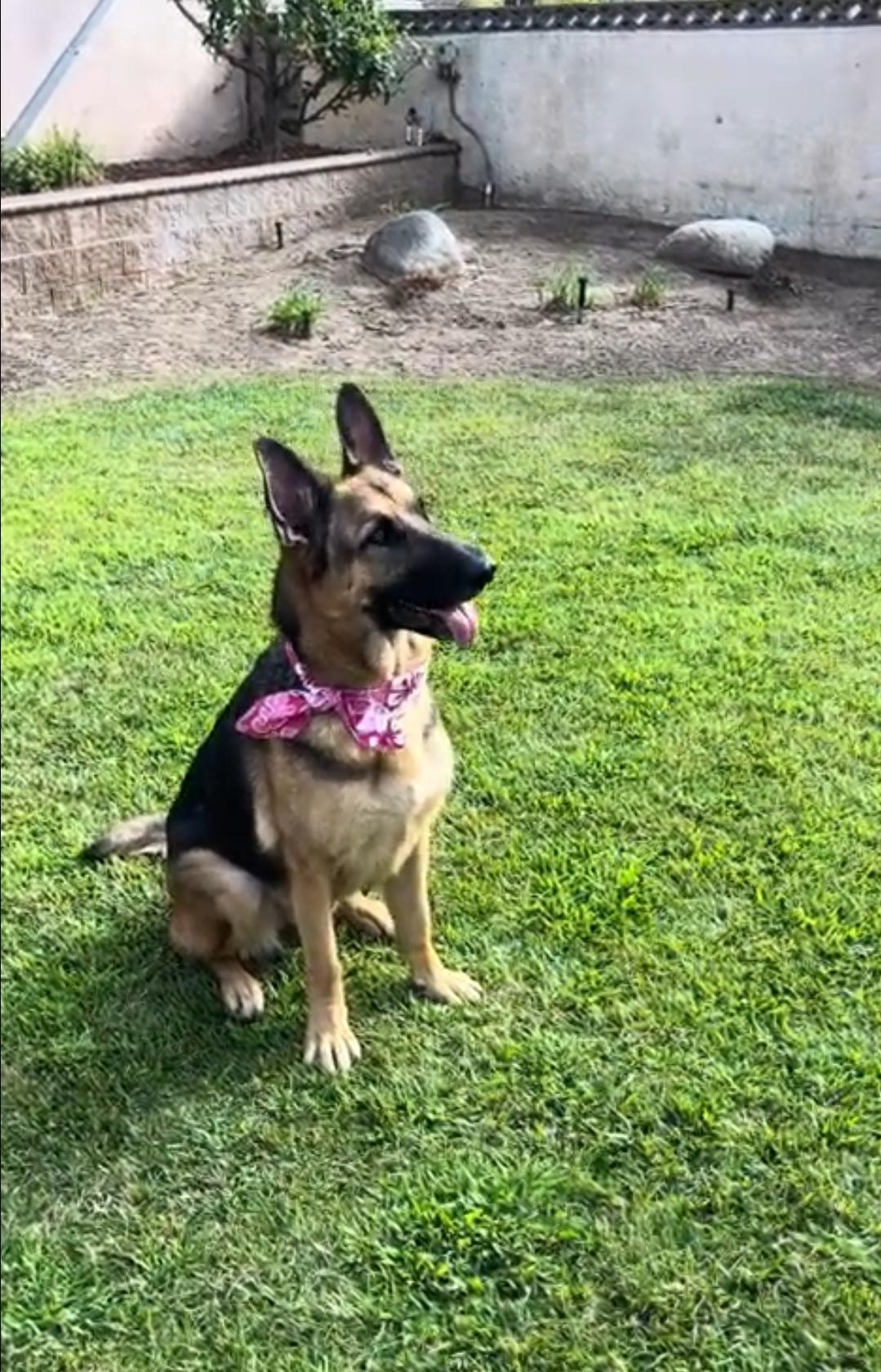 Enlarge Sweet Maggie, a Adopted German Shepherd Dog in Manhattan Beach, CA image 3/6