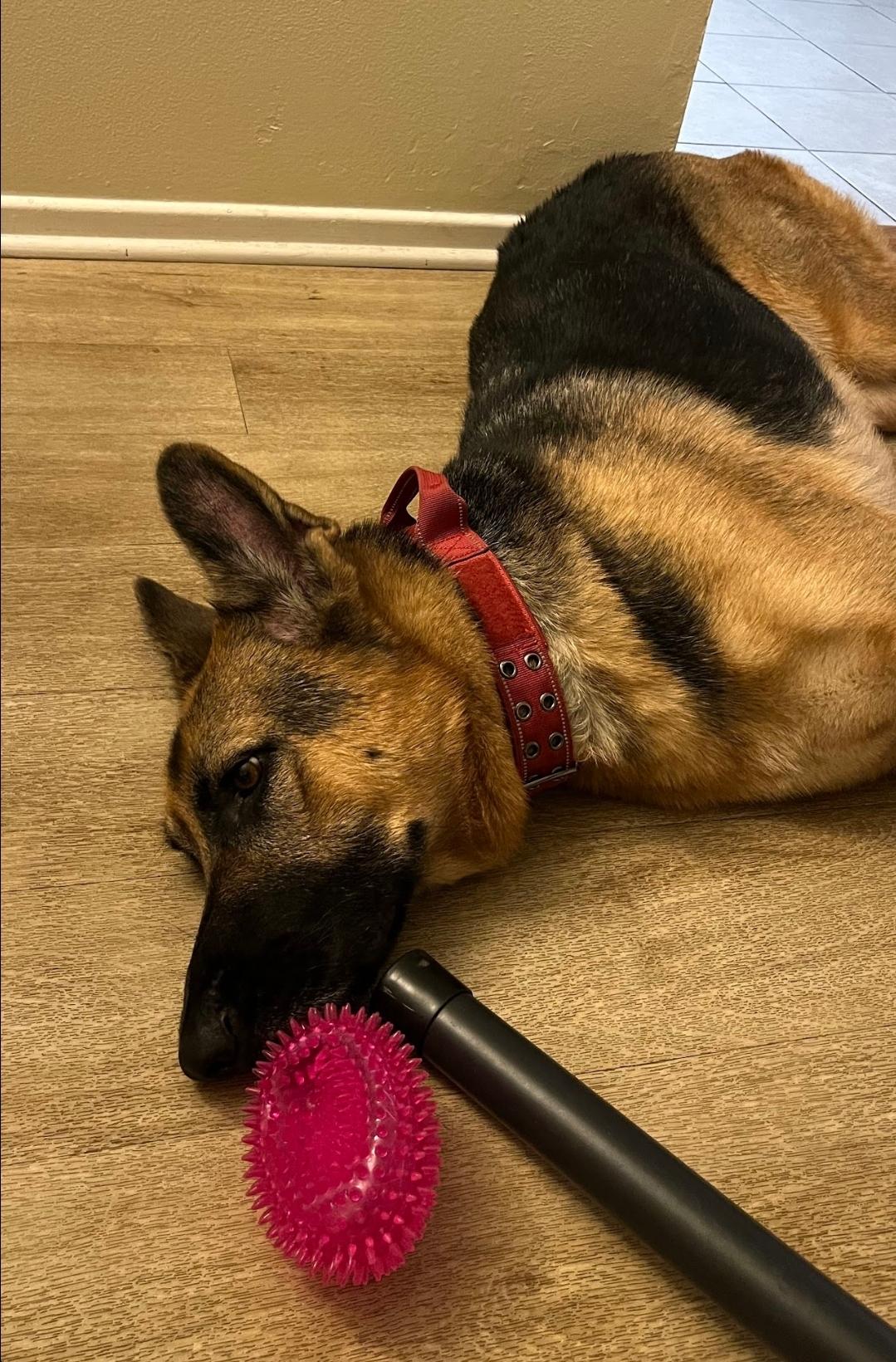 Enlarge Sweet Maggie, a Adopted German Shepherd Dog in Manhattan Beach, CA image 4/6