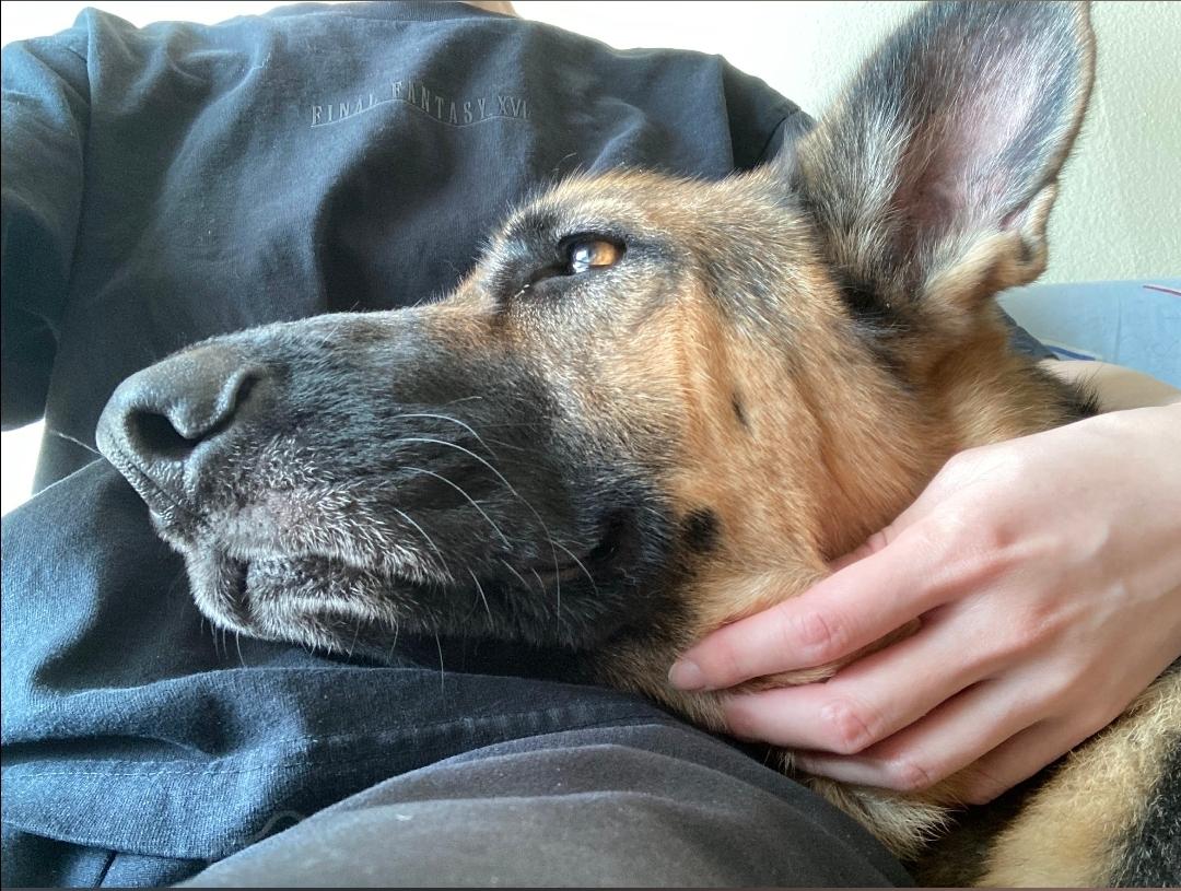 Enlarge Sweet Maggie, a Adopted German Shepherd Dog in Manhattan Beach, CA image 5/6