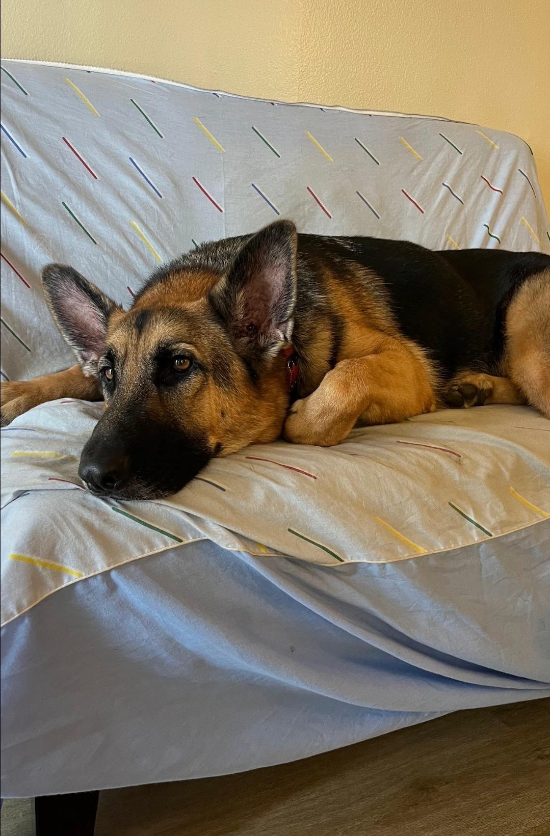 Enlarge Sweet Maggie, a Adopted German Shepherd Dog in Manhattan Beach, CA image 6/6