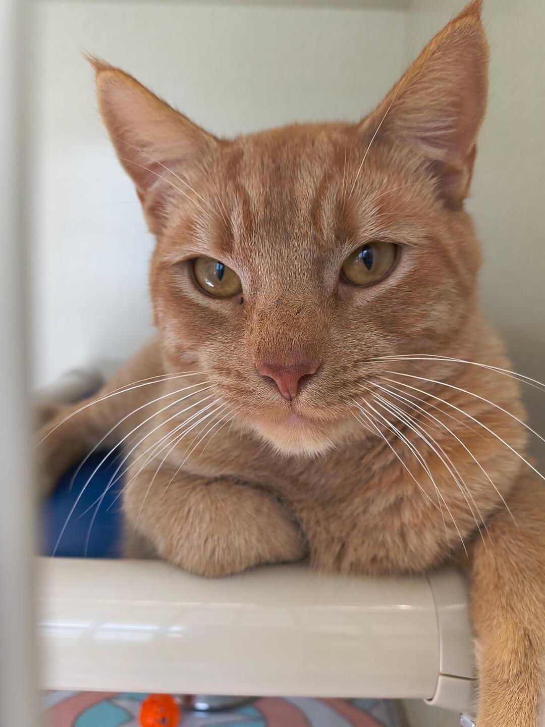 Enlarge Spooky, a Adoptable mixed breed in Saint Marys, PA image 1/1