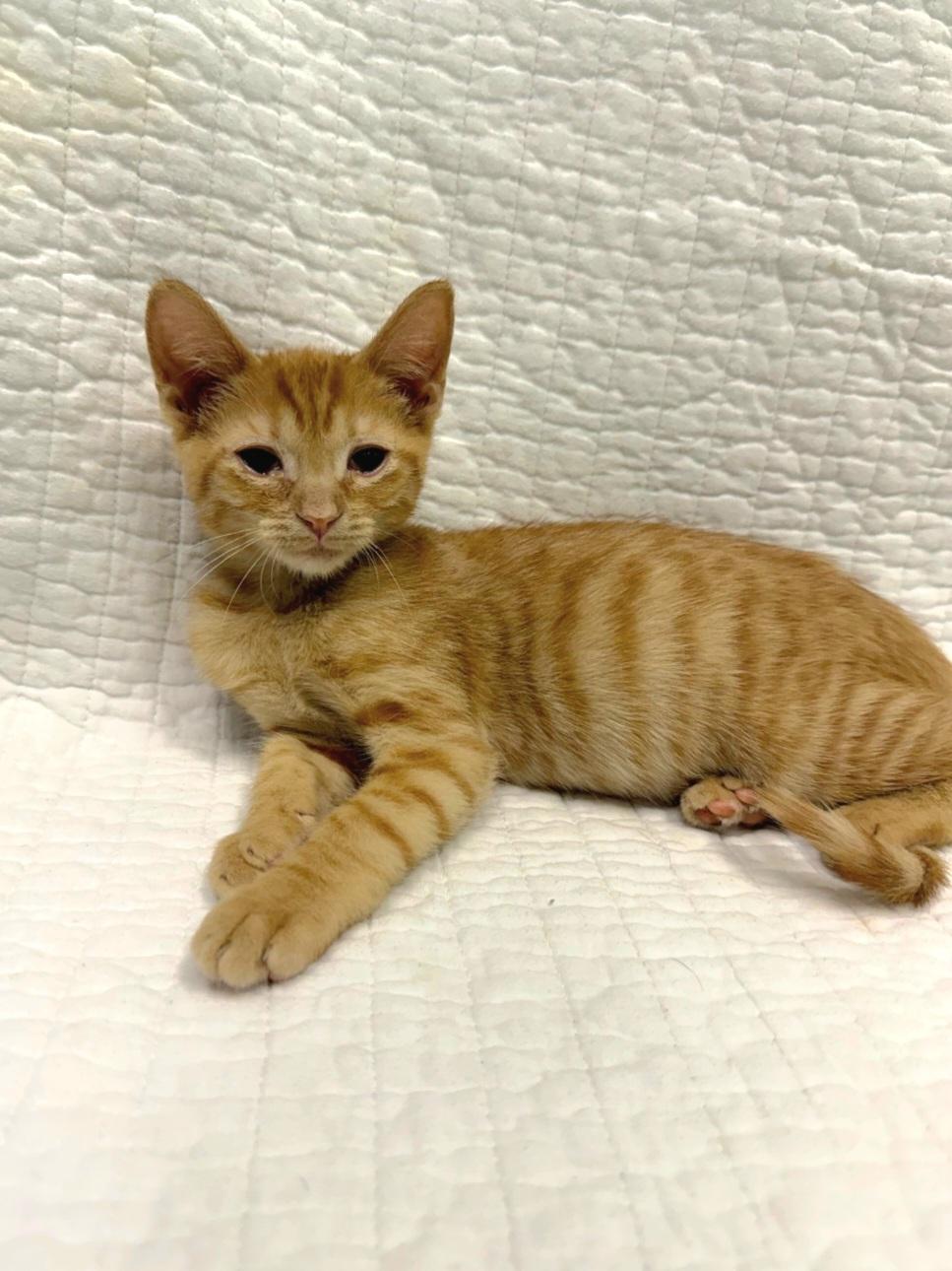 Amber - ADOPTION PENDING, Adoptable, Kitten Female Domestic Short Hair.