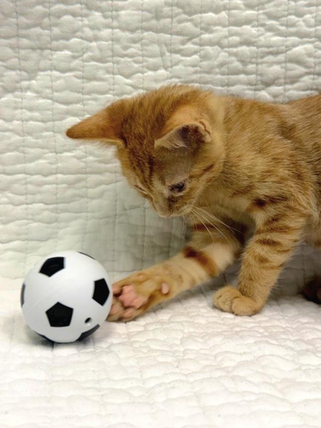Enlarge Amber - ADOPTION PENDING, a Adoptable Domestic Short Hair in Mt Pleasant, SC image 5/6