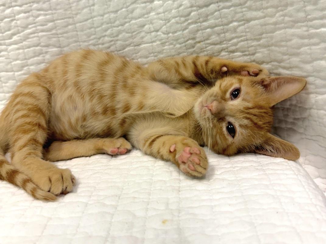 Enlarge Amber - ADOPTION PENDING, a Adoptable Domestic Short Hair in Mt Pleasant, SC image 2/6