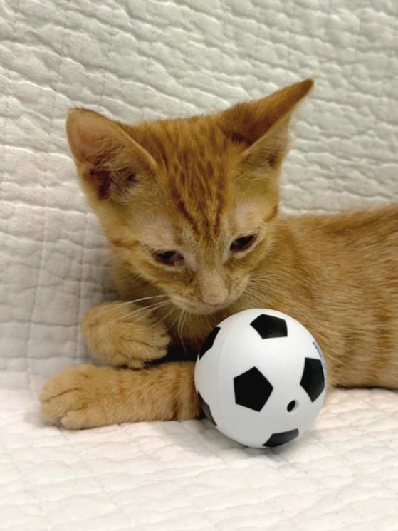 Enlarge Amber - ADOPTION PENDING, a Adoptable Domestic Short Hair in Mt Pleasant, SC image 3/6