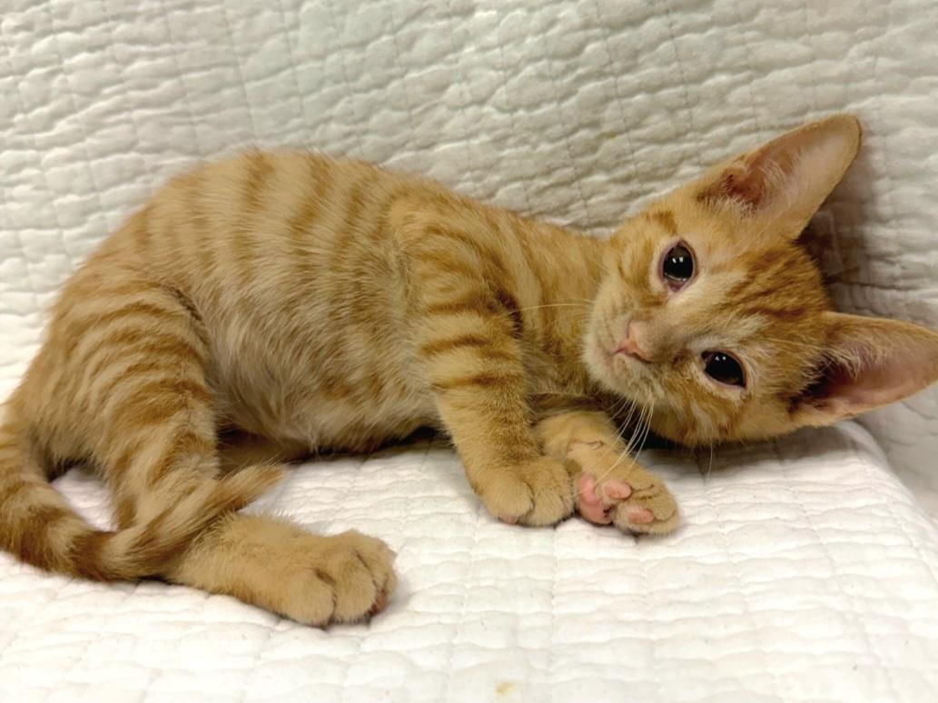 Enlarge Amber - ADOPTION PENDING, a Adoptable Domestic Short Hair in Mt Pleasant, SC image 6/6