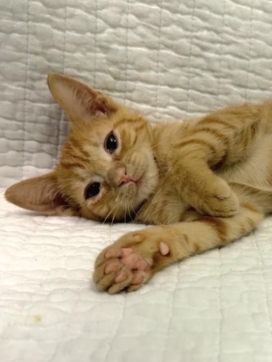 Enlarge Amber - ADOPTION PENDING, a Adoptable Domestic Short Hair in Mt Pleasant, SC image 4/6