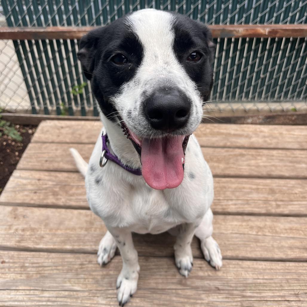 DARLA, Adoptable, Adult Female English Pointer & Mixed Breed.