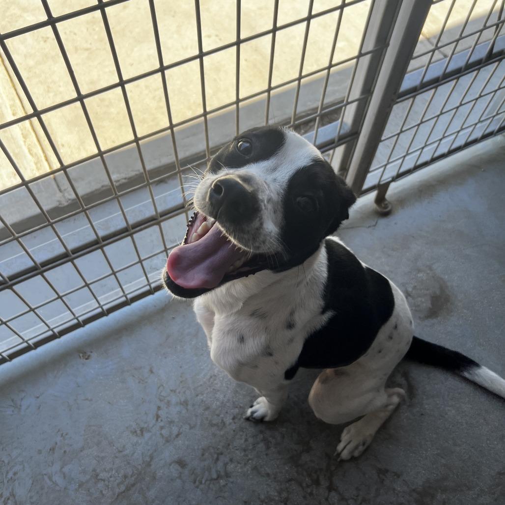 DARLA, a Adoptable mixed breed in Kyle, TX image 2/6