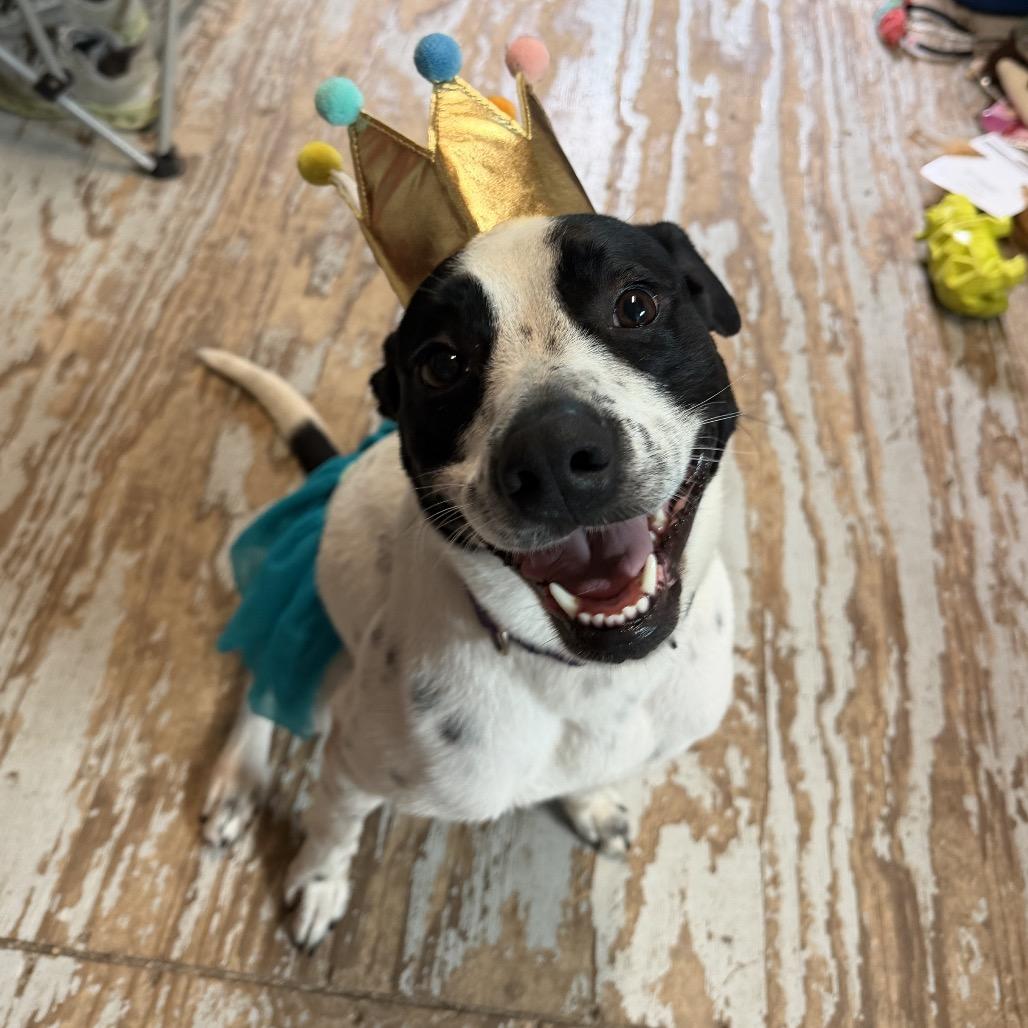 DARLA, a Adoptable mixed breed in Kyle, TX image 3/6